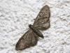 Eupithecia sp.